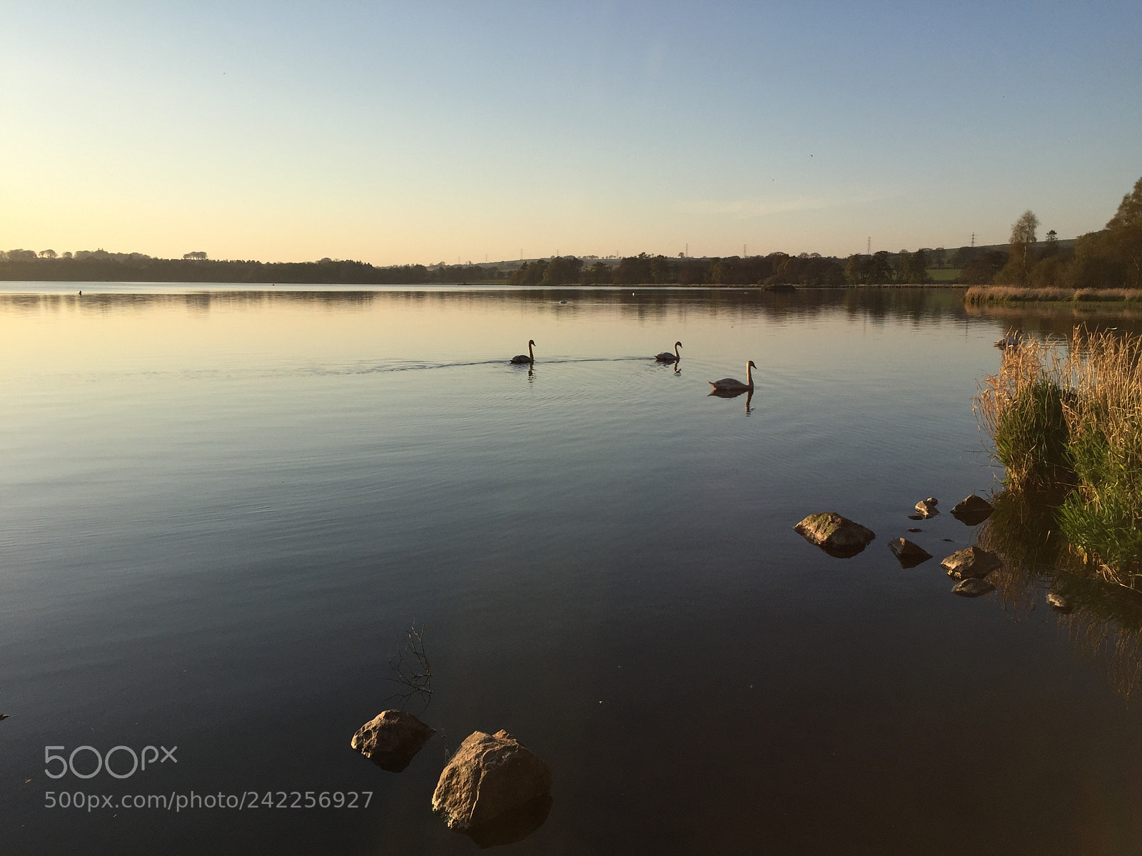 Apple iPhone 6 sample photo. Swans along the shore photography