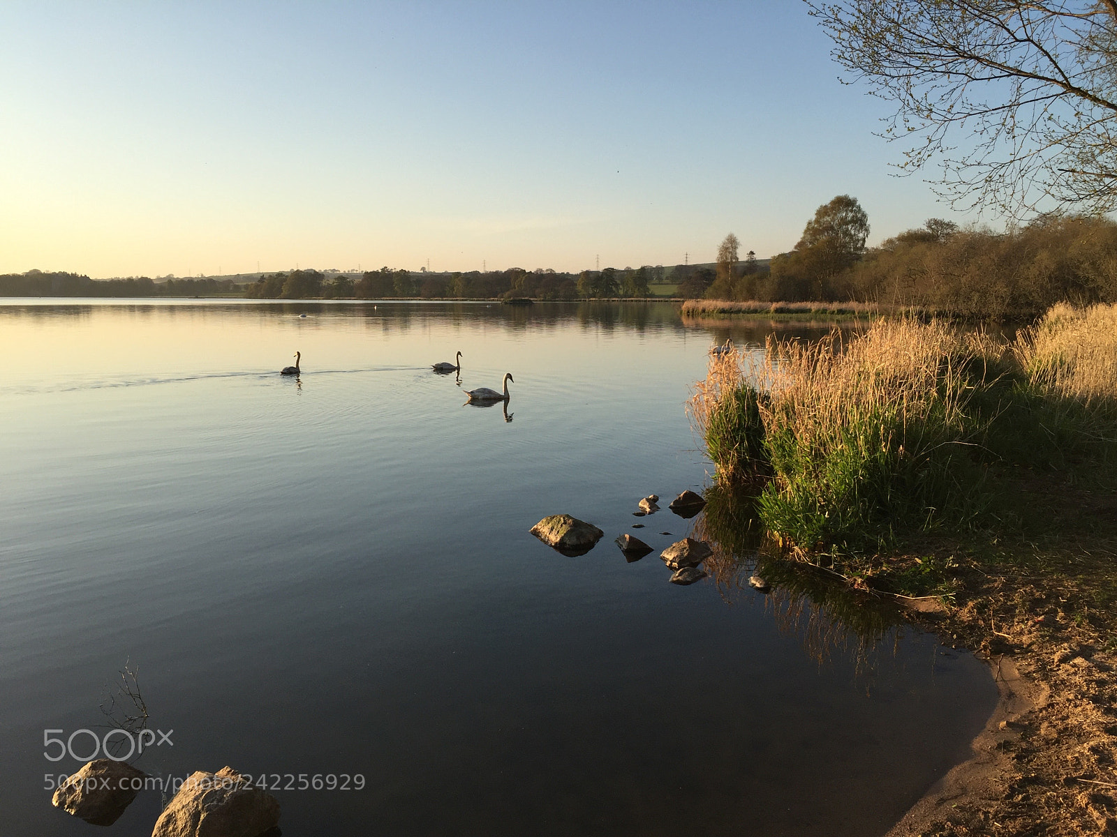 Apple iPhone 6 sample photo. Swans along the shore photography