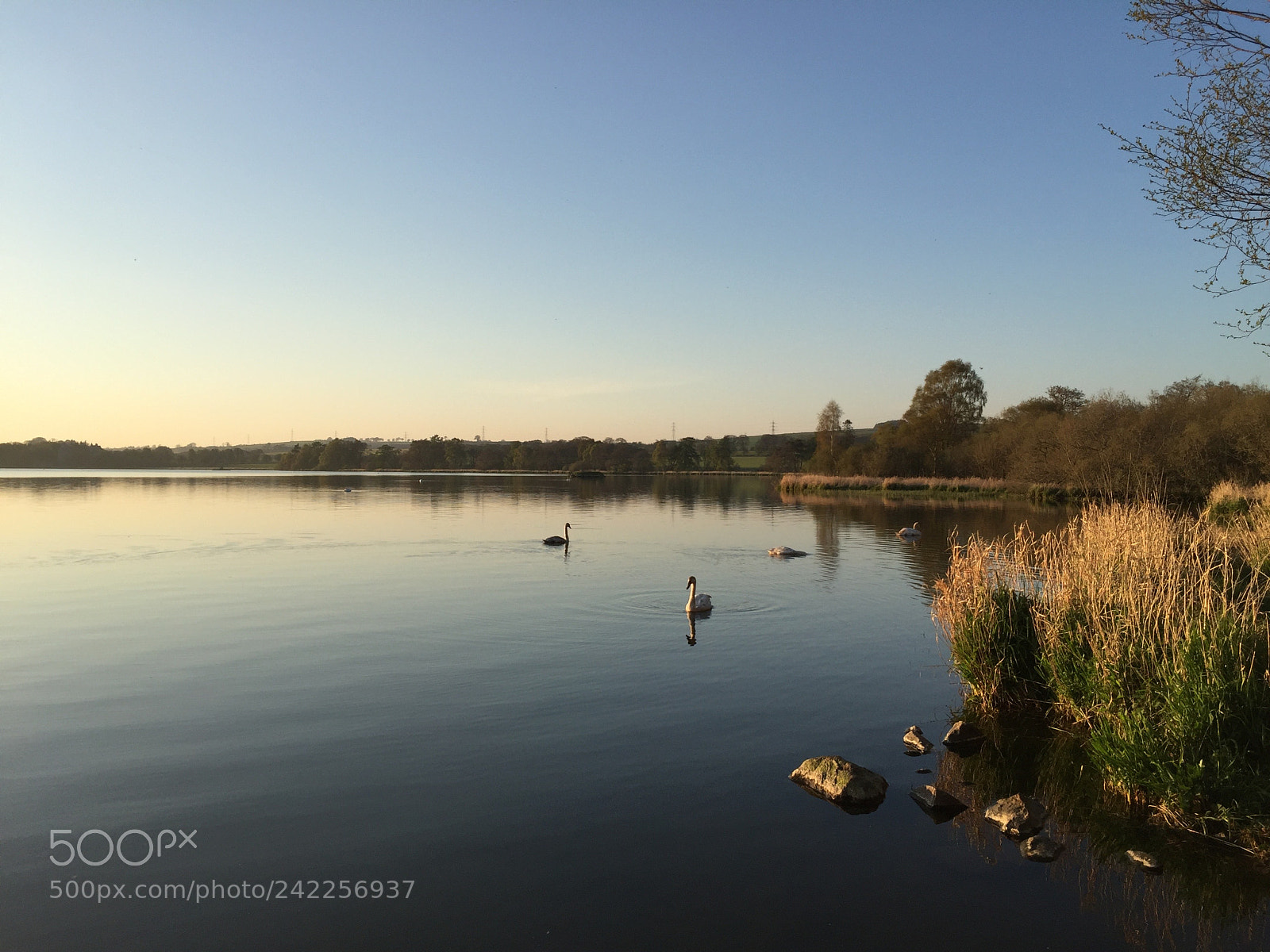 Apple iPhone 6 sample photo. Swans along the shore photography