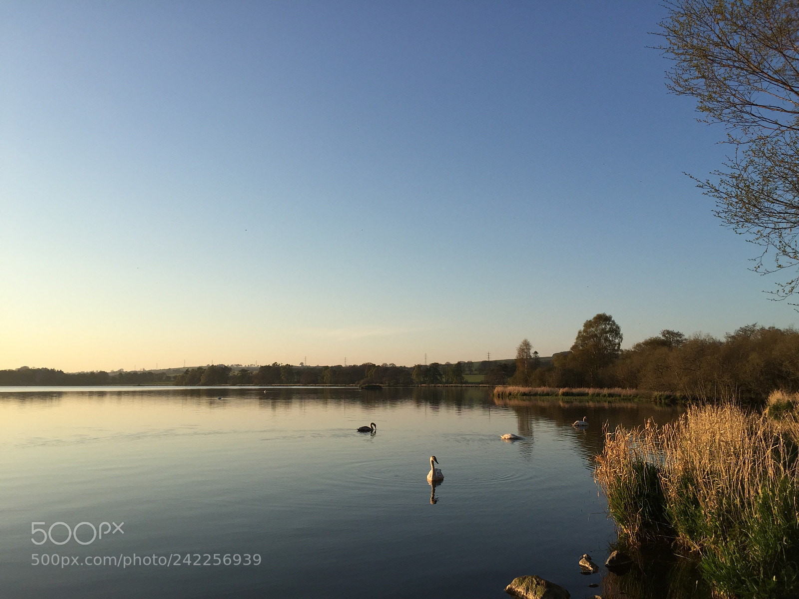 Apple iPhone 6 sample photo. Swans along the shore photography