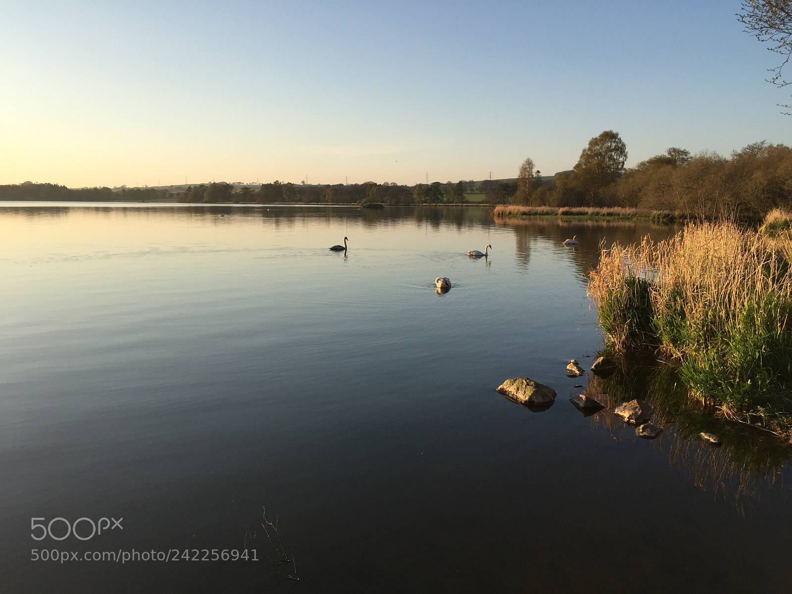 Apple iPhone 6 sample photo. Swans along the shore photography