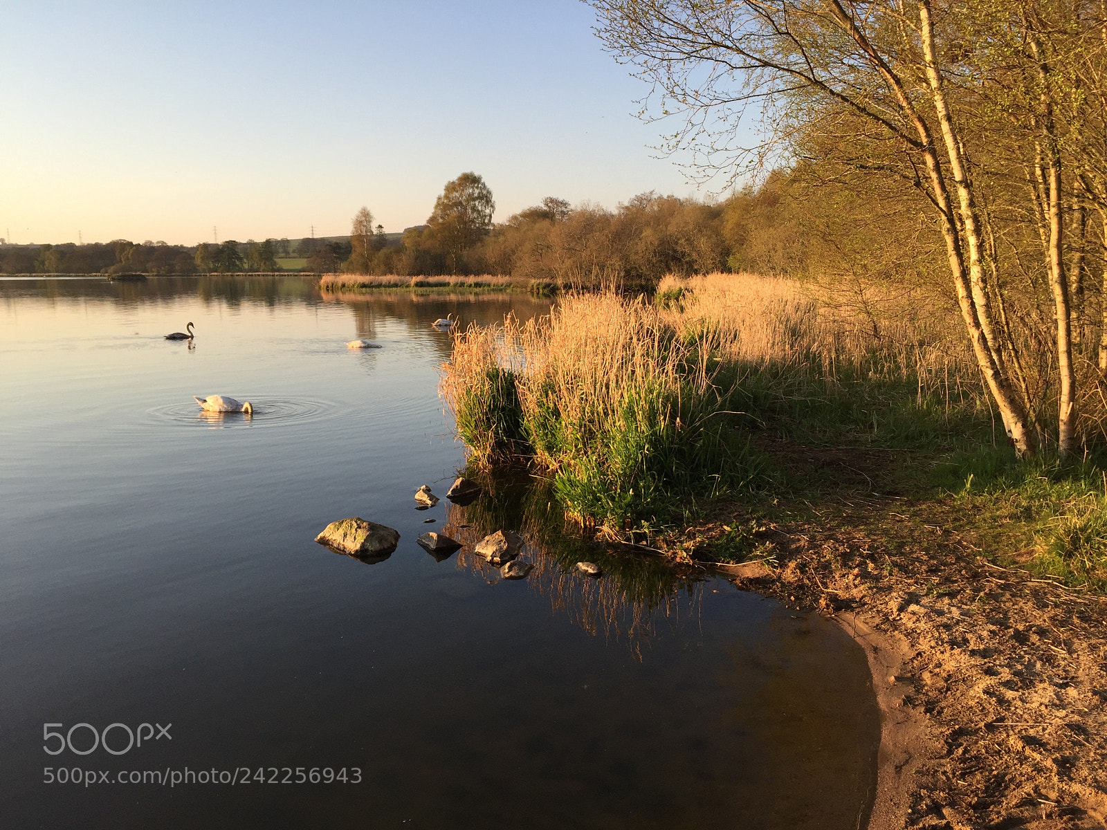 Apple iPhone 6 sample photo. Swans along the shore photography