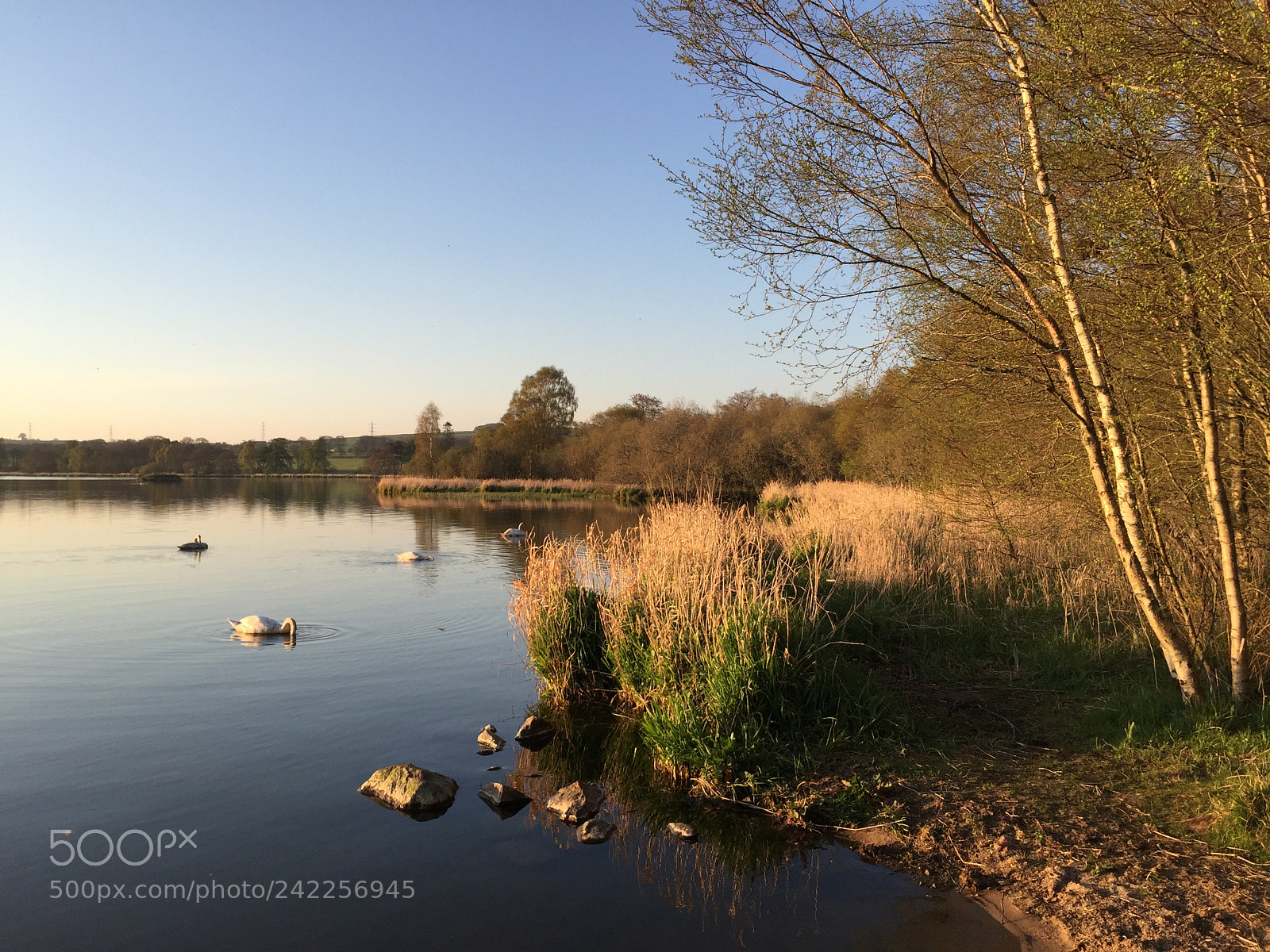 Apple iPhone 6 sample photo. Swans along the shore photography