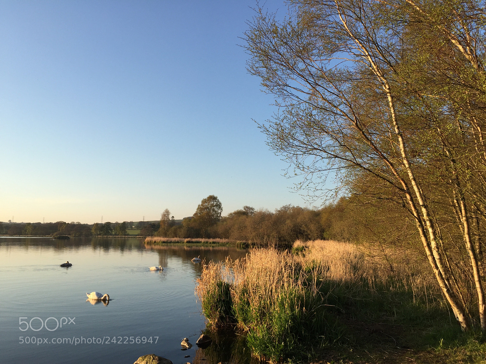 Apple iPhone 6 sample photo. Swans along the shore photography
