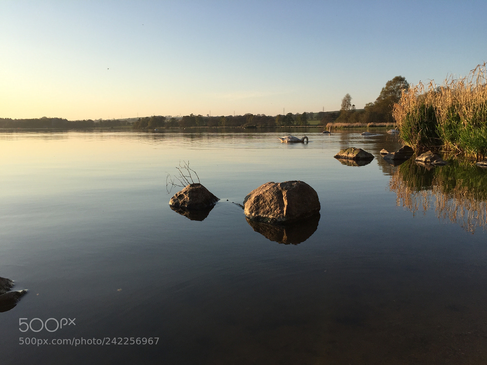 Apple iPhone 6 sample photo. Swans along the shore photography