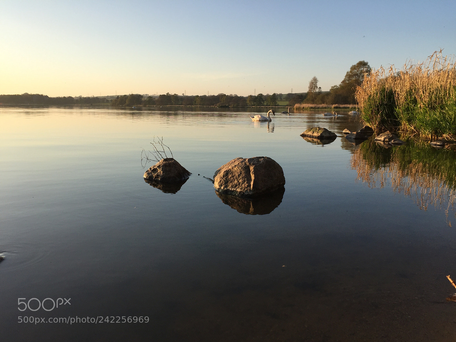 Apple iPhone 6 sample photo. Swans along the shore photography