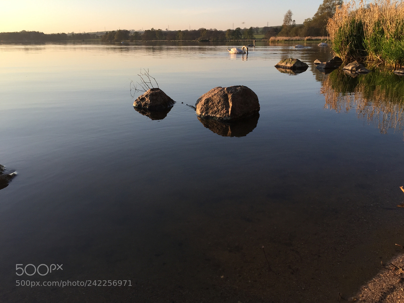 Apple iPhone 6 sample photo. Swans along the shore photography