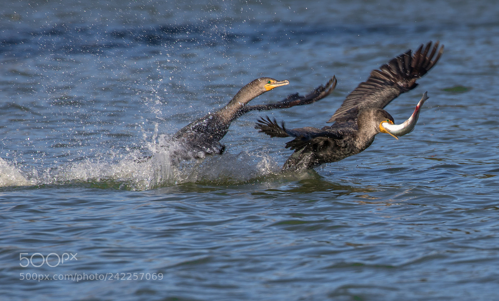 Canon EOS 7D Mark II sample photo. Cormorants fighting over fish photography