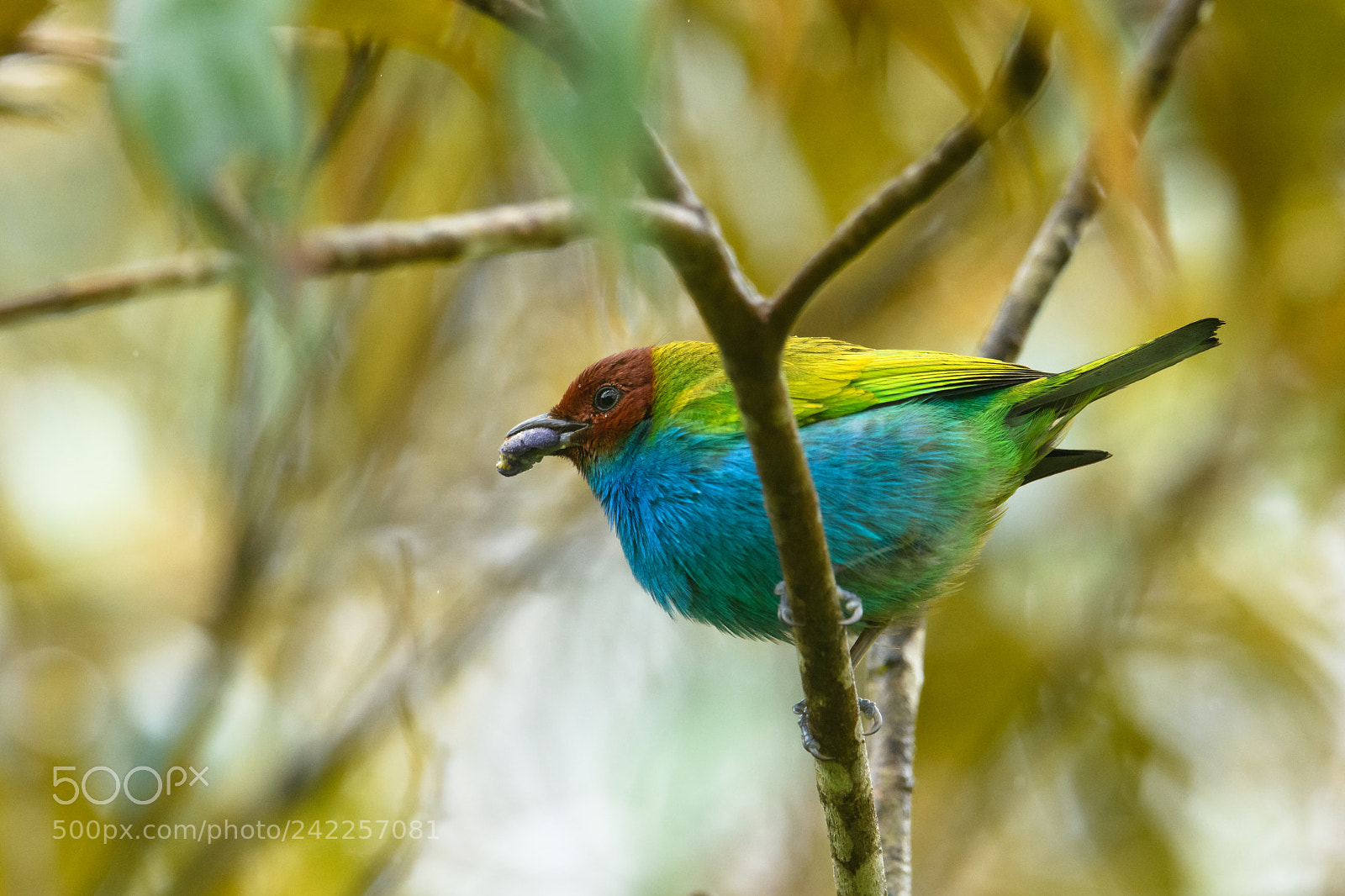 Nikon D850 sample photo. Bay headed tanager photography