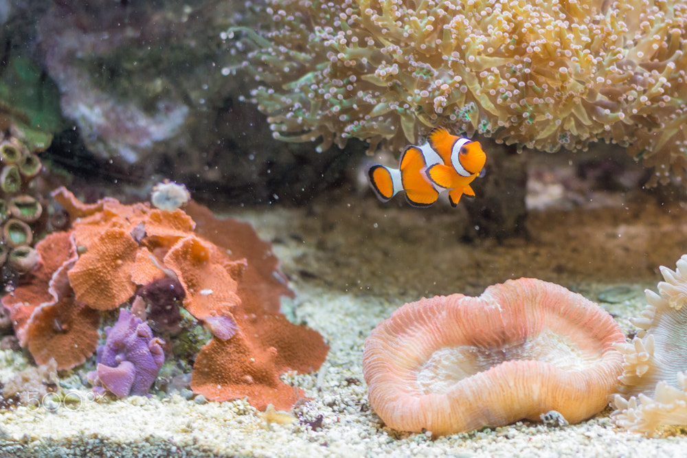 Canon EOS 60D sample photo. Clown fish solitude photography