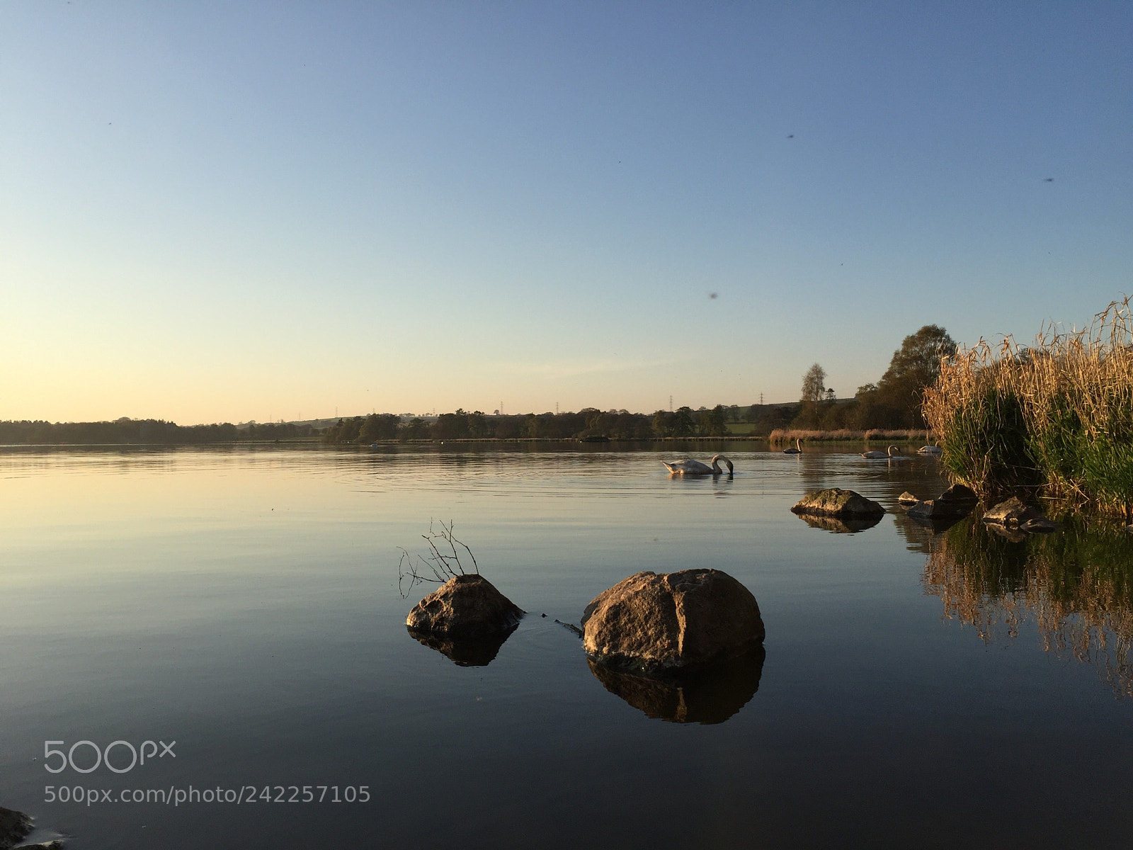 Apple iPhone 6 sample photo. Swans along the shore photography