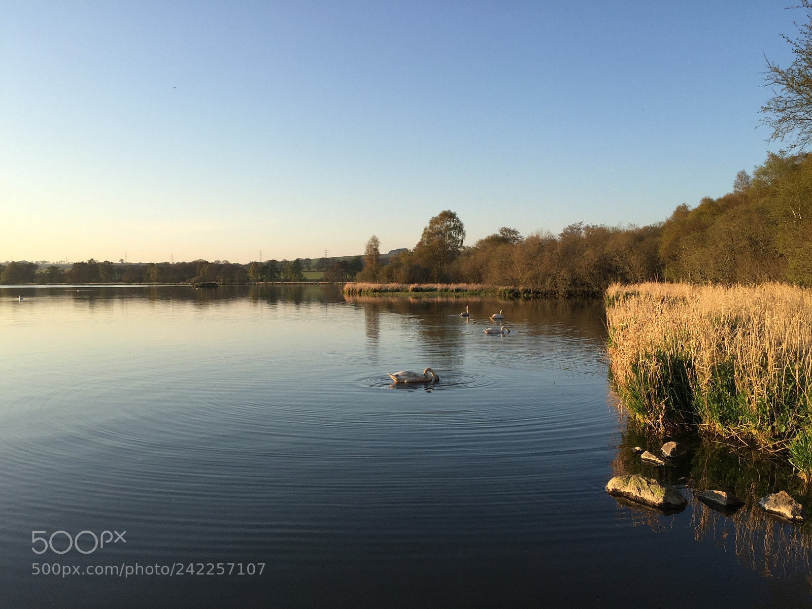 Apple iPhone 6 sample photo. Swans along the shore photography
