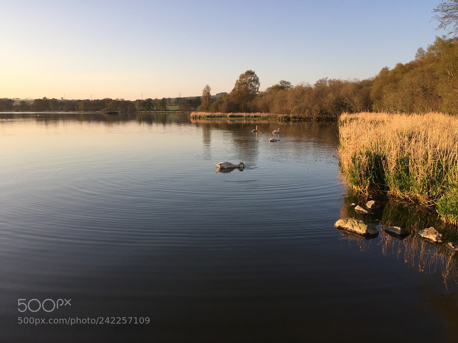 Apple iPhone 6 sample photo. Swans along the shore photography