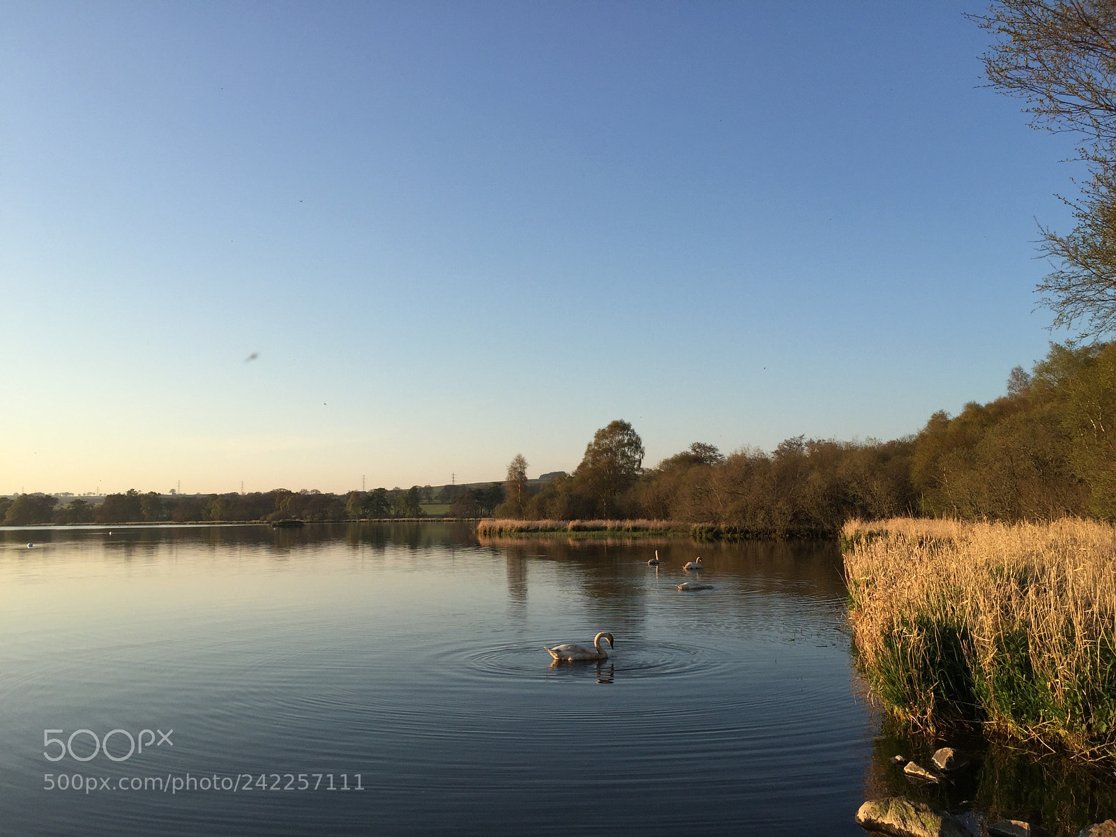 Apple iPhone 6 sample photo. Swans along the shore photography