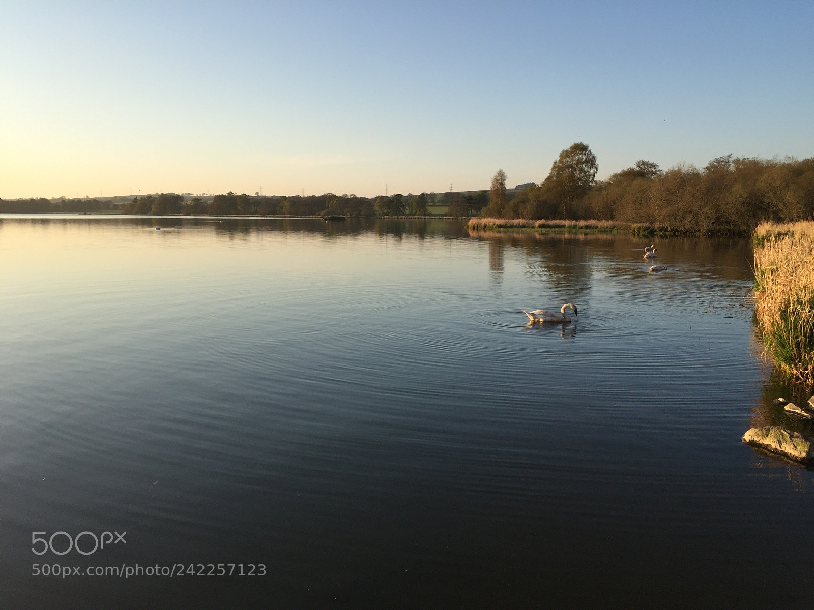 Apple iPhone 6 sample photo. Swans along the shore photography