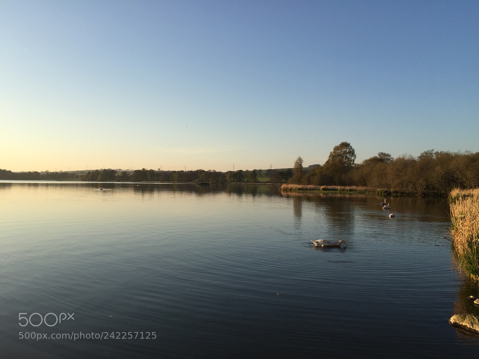 Apple iPhone 6 sample photo. Swans along the shore photography