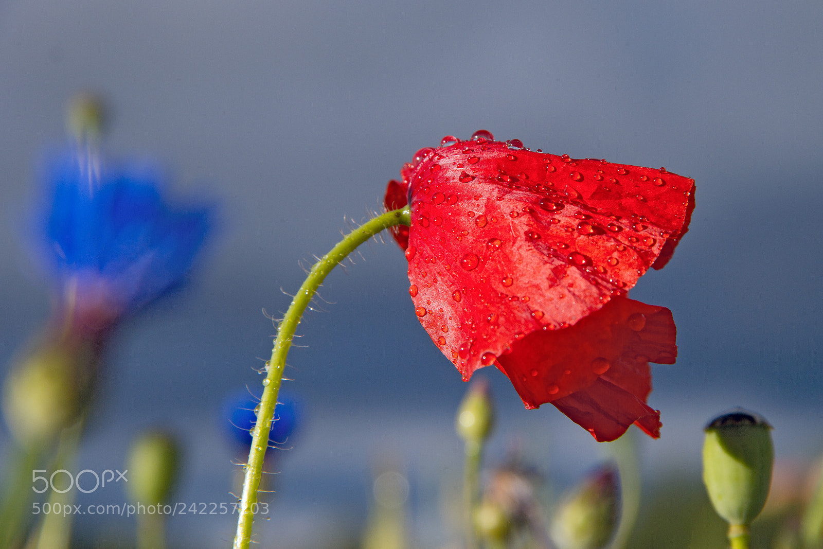 Canon EOS 550D (EOS Rebel T2i / EOS Kiss X4) sample photo. Poppy photography