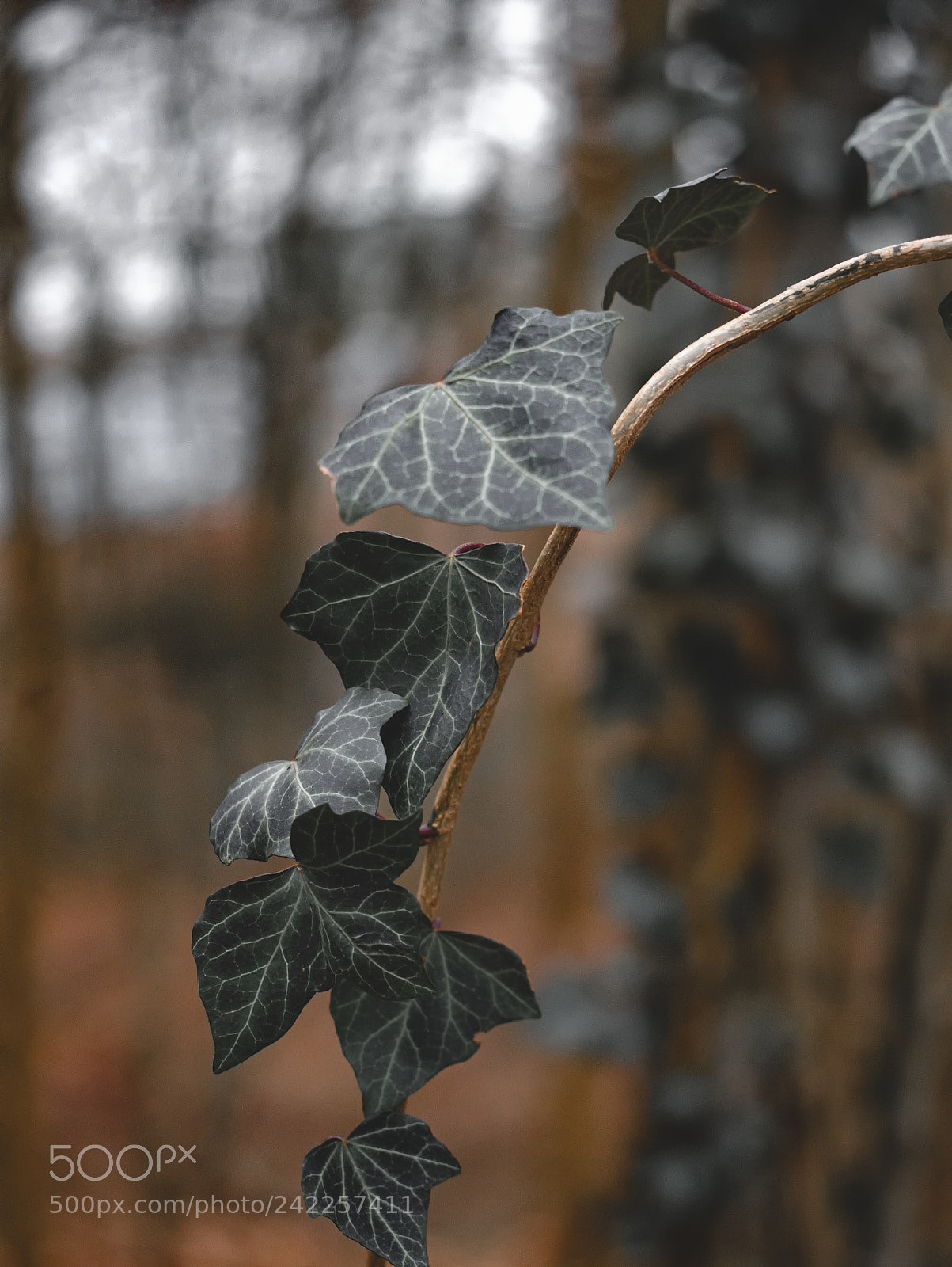 Panasonic DMC-G70 sample photo. Ivy photography