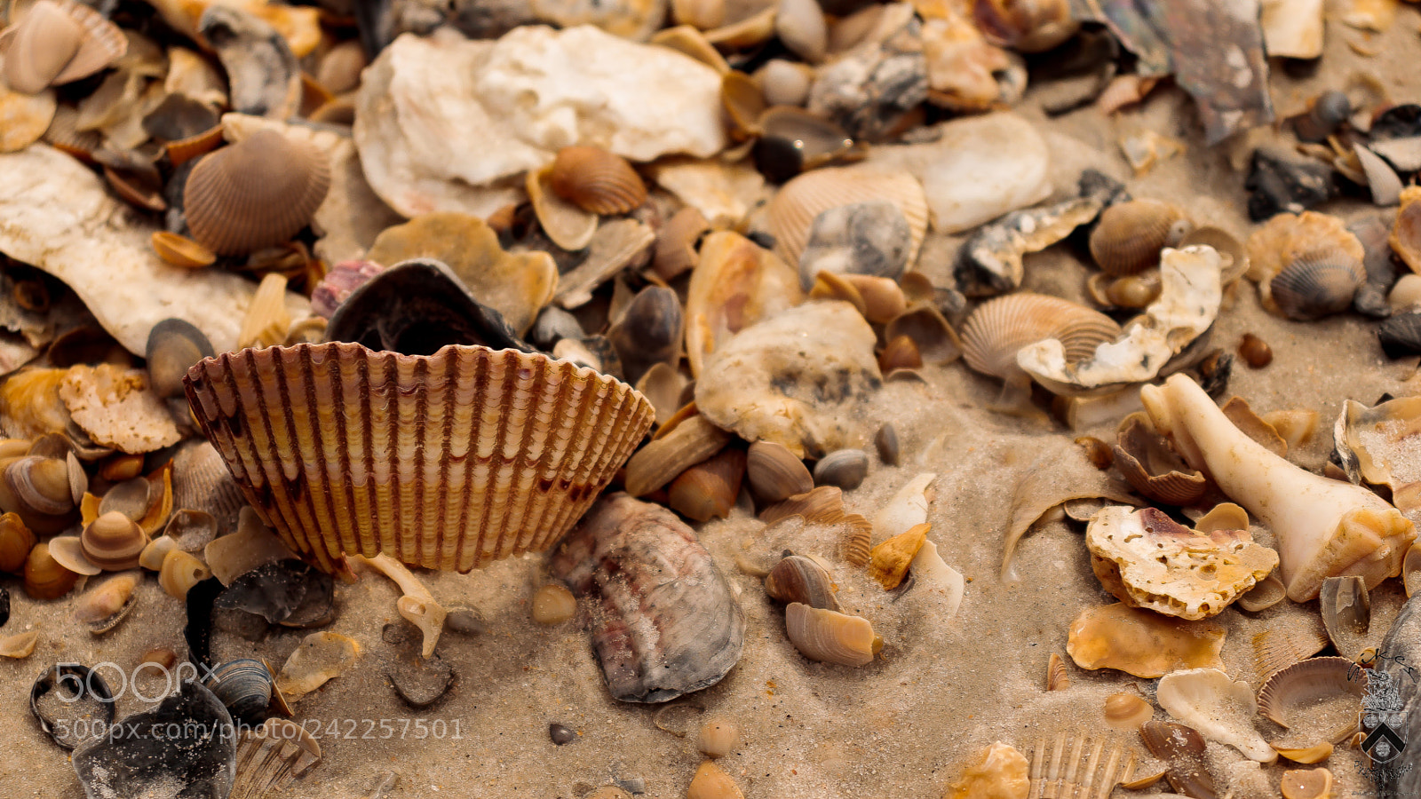 Canon EOS 800D (EOS Rebel T7i / EOS Kiss X9i) sample photo. Shells photography