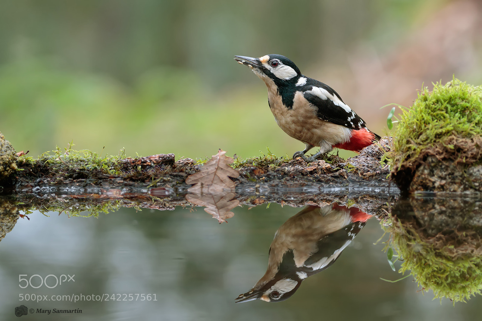 Canon EOS 7D Mark II sample photo. Pico picapinos photography