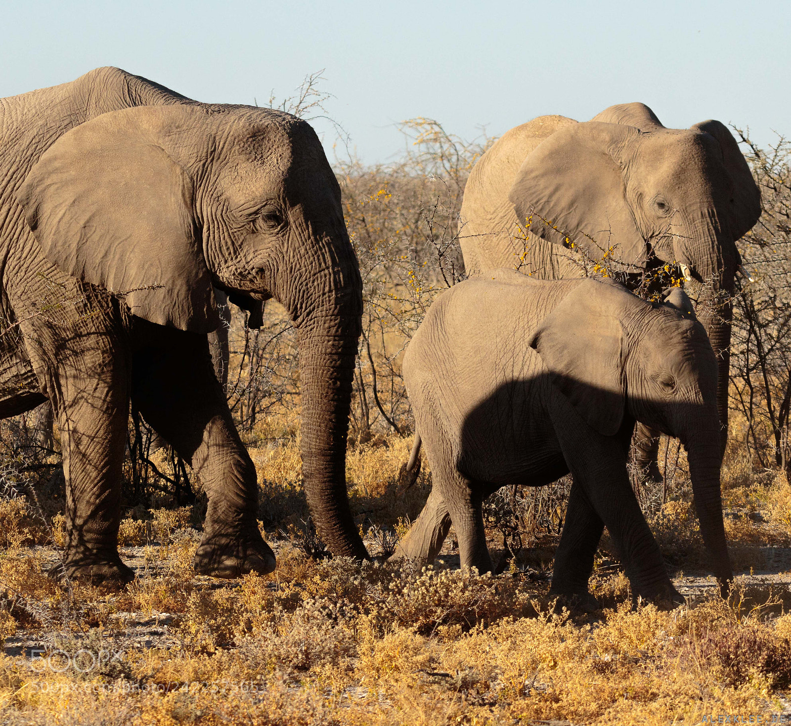 Canon EOS 7D Mark II sample photo. The elefant herd photography