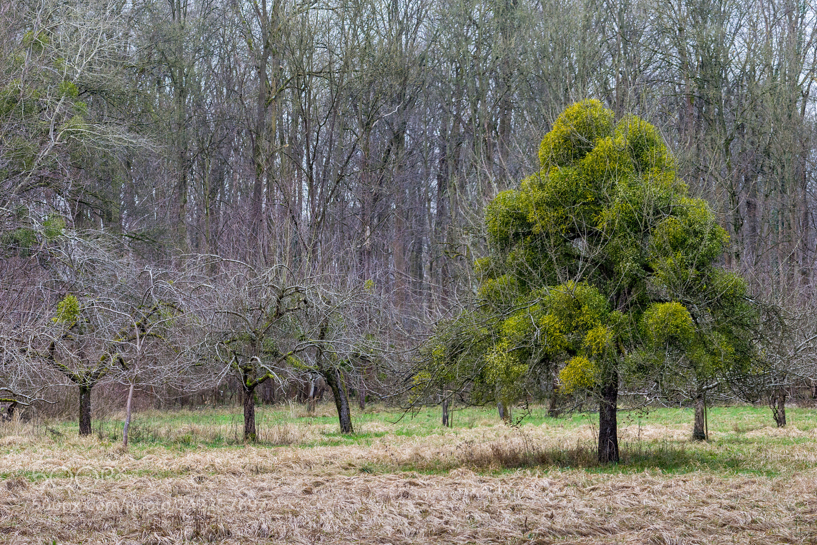 Nikon D7200 sample photo. Tree full of mistletoes photography