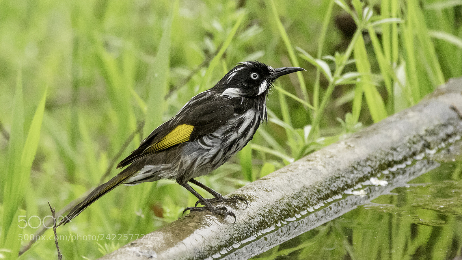 Canon EOS 5DS sample photo. New-holland honeyeater photography