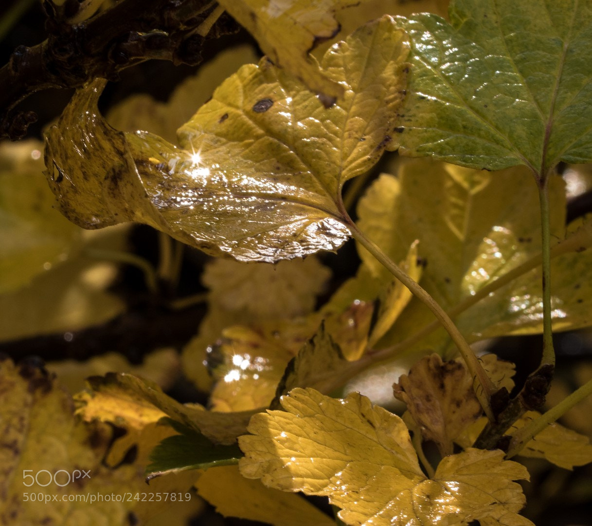 Canon EOS 7D Mark II sample photo. Wet leaves photography