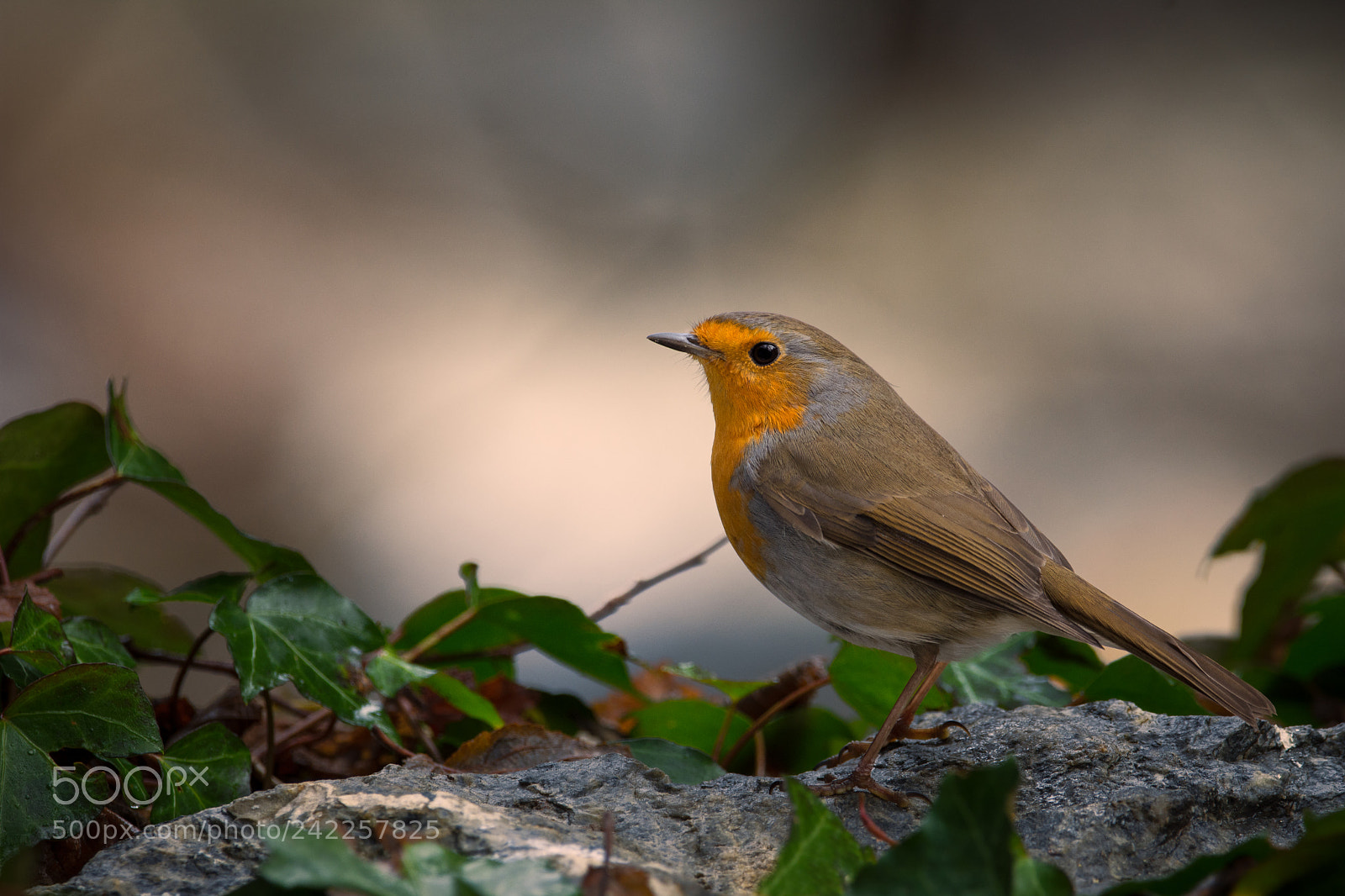 Nikon D7200 sample photo. Robin photography