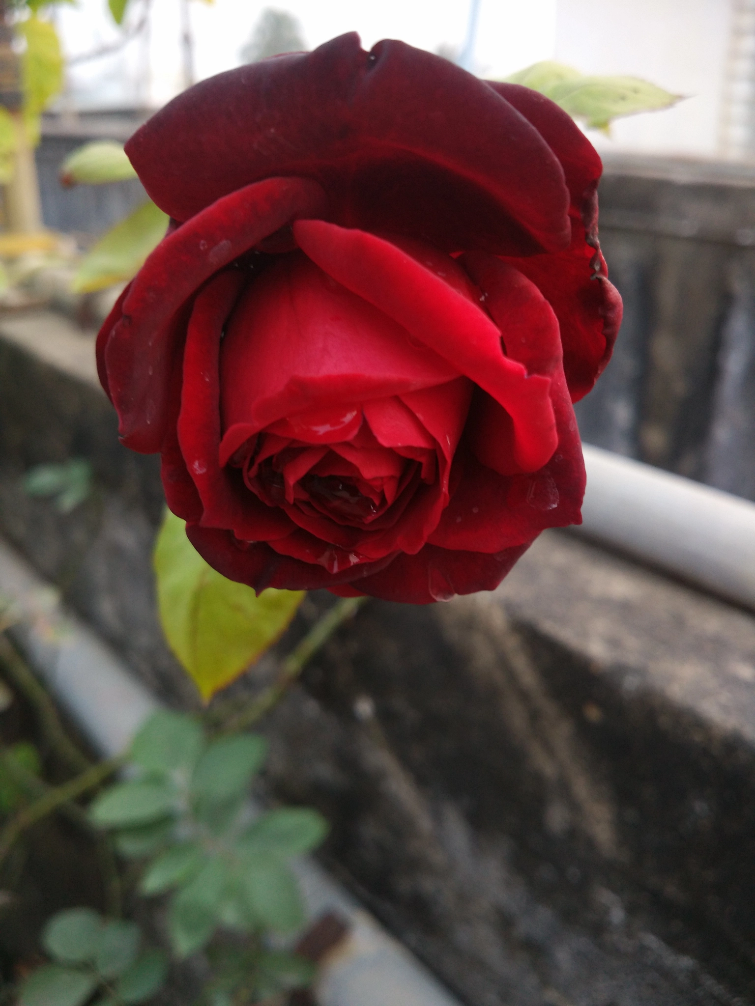 Xiaomi MI4 sample photo. Winter blooms photography