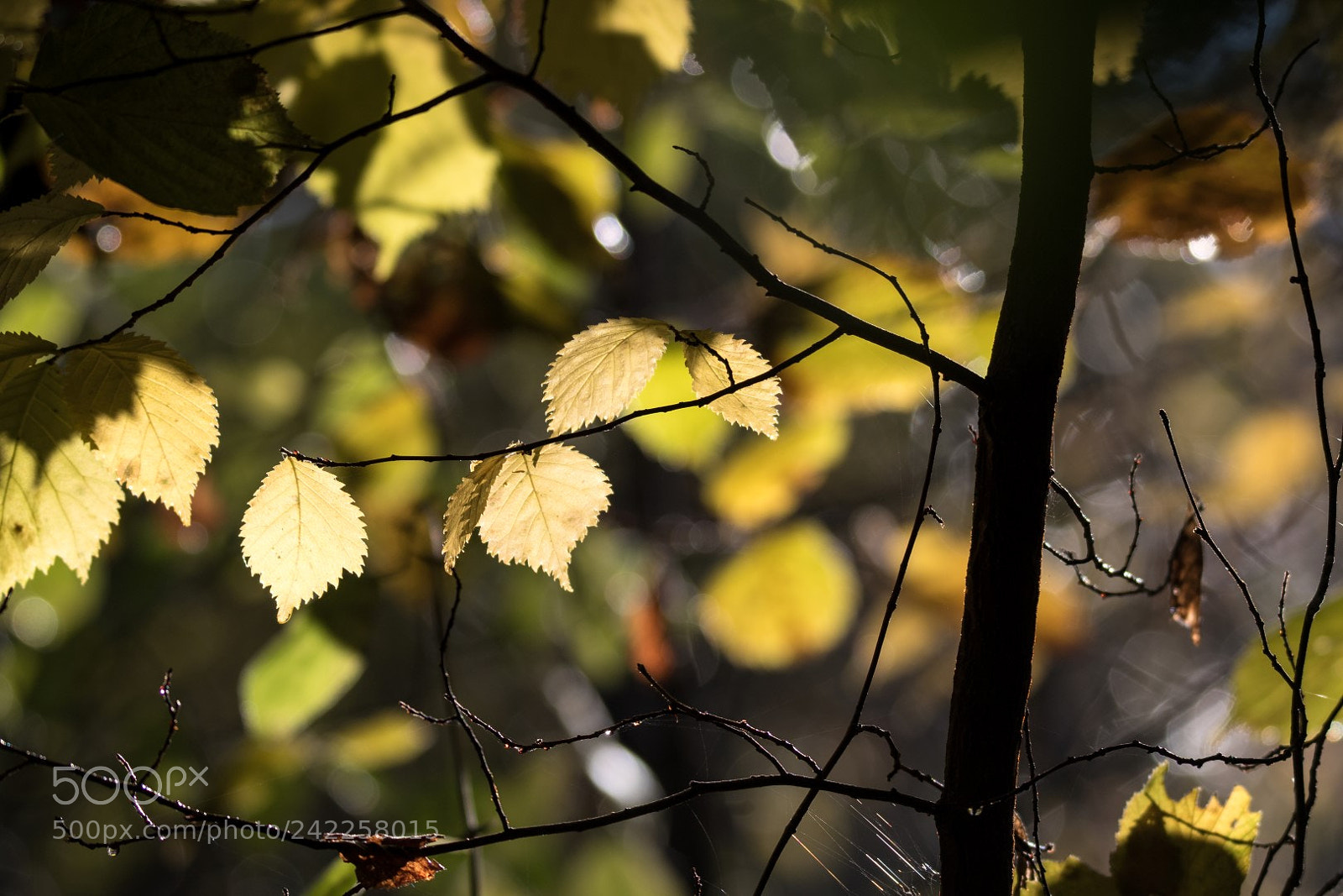 Canon EOS 7D Mark II sample photo. Yellow leaves photography