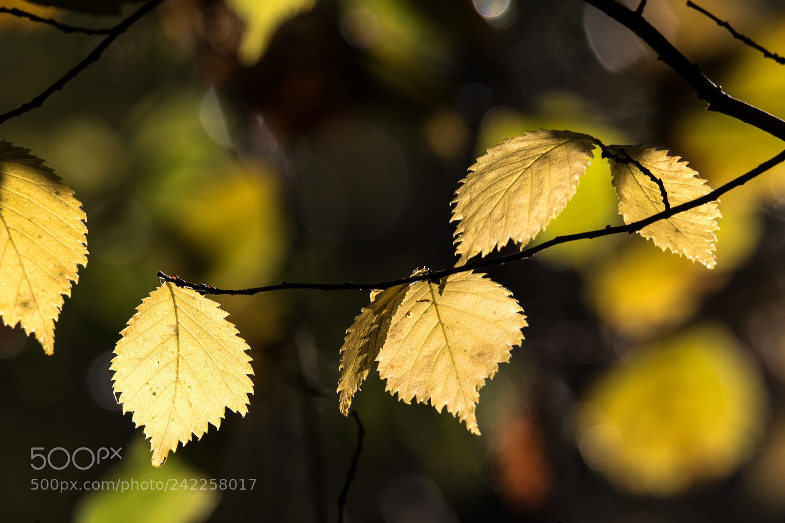 Canon EOS 7D Mark II sample photo. Yellow leaves photography