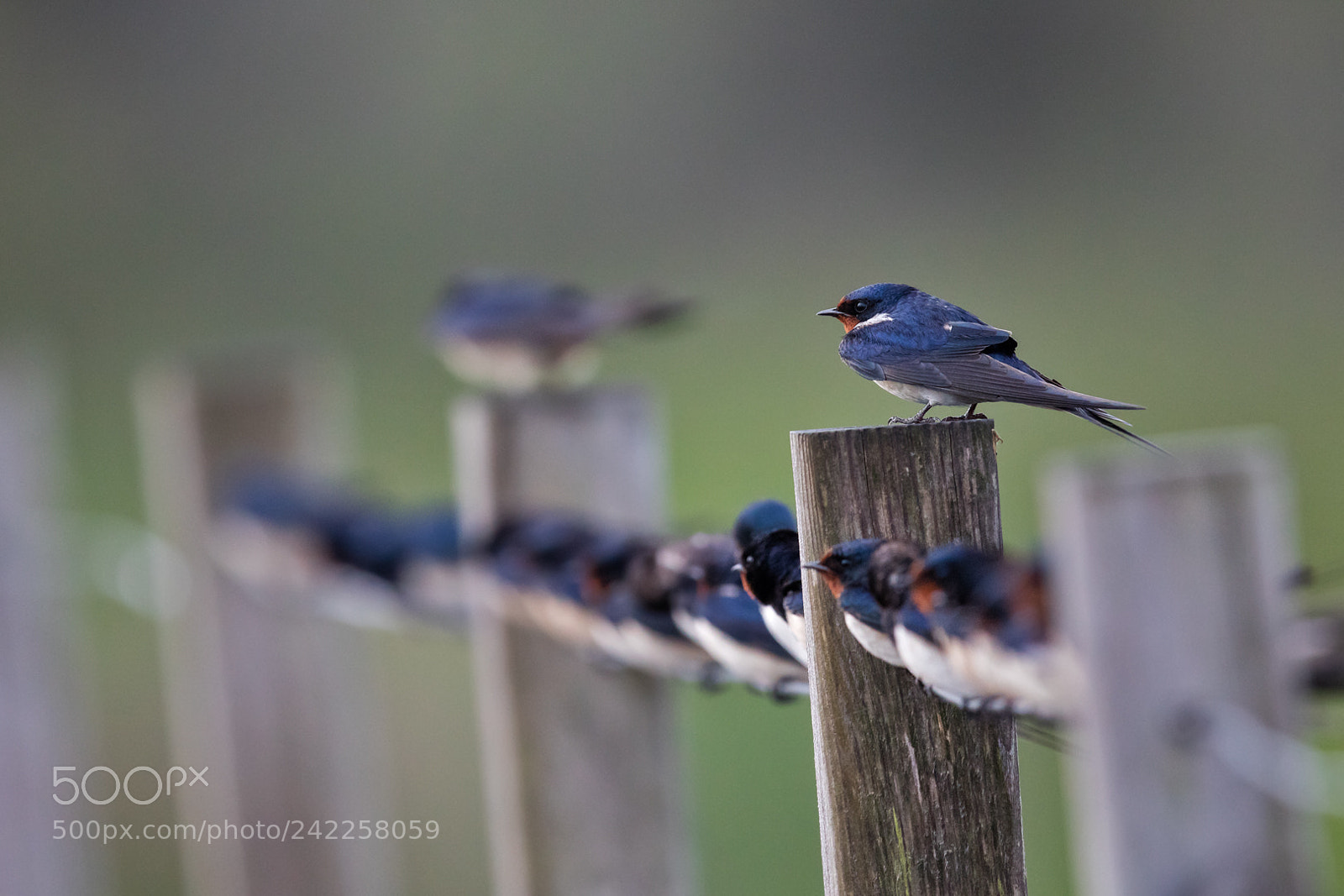 Canon EOS 5DS R sample photo. Hirondelle photography