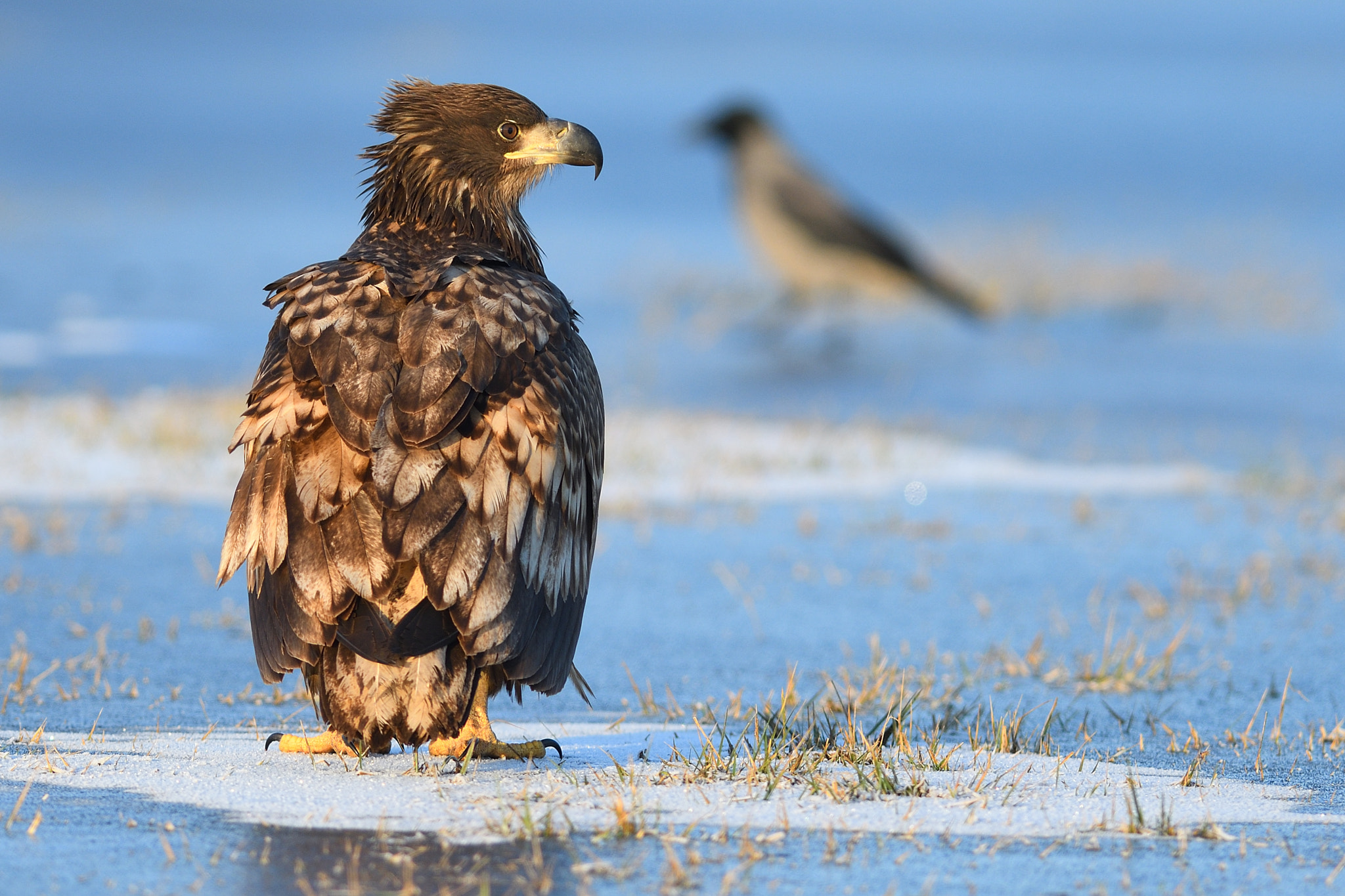 Nikon AF-S Nikkor 300mm F2.8G ED VR II sample photo. Observing photography