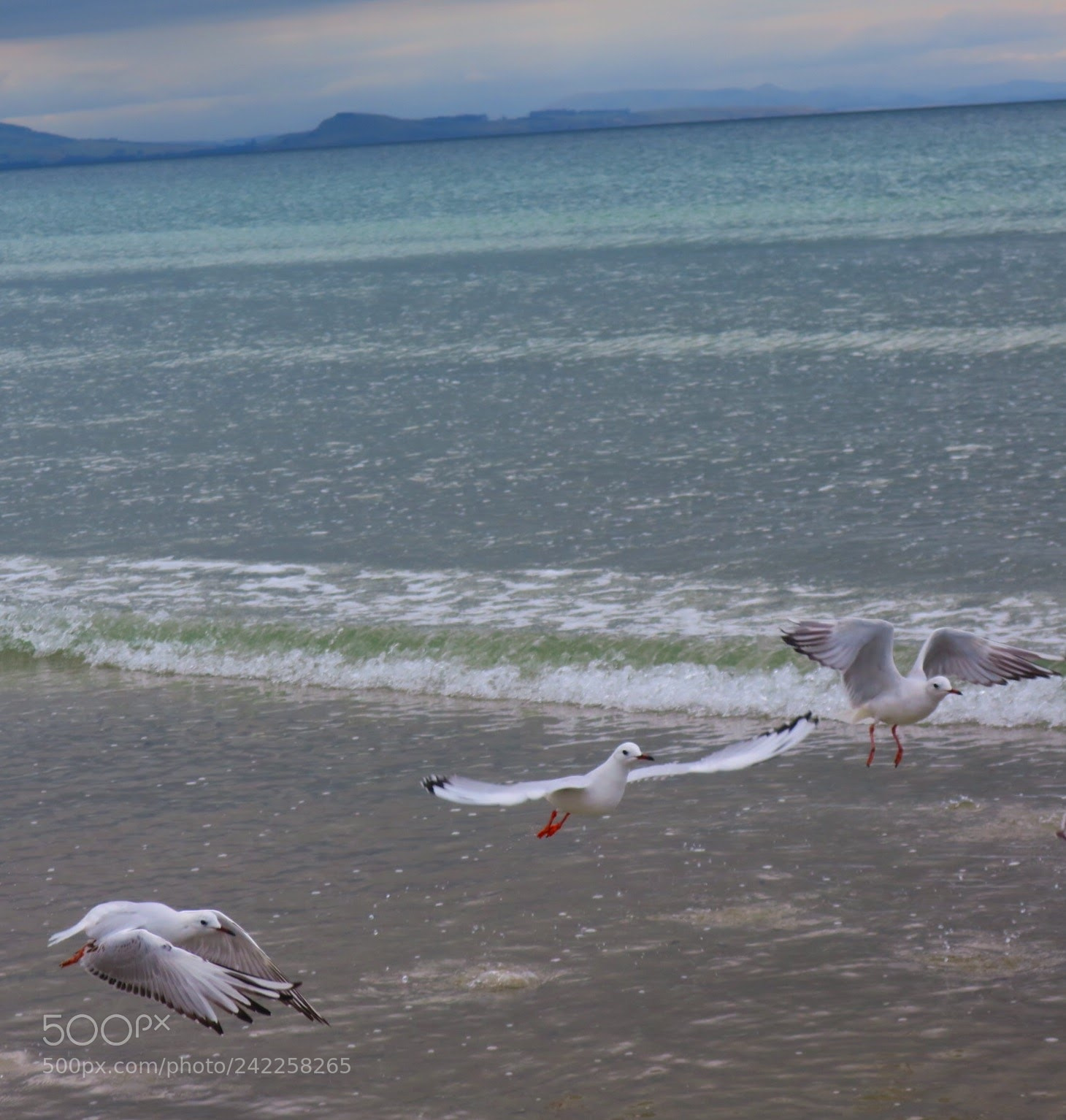 Canon PowerShot G9 X sample photo. Seagulls photography