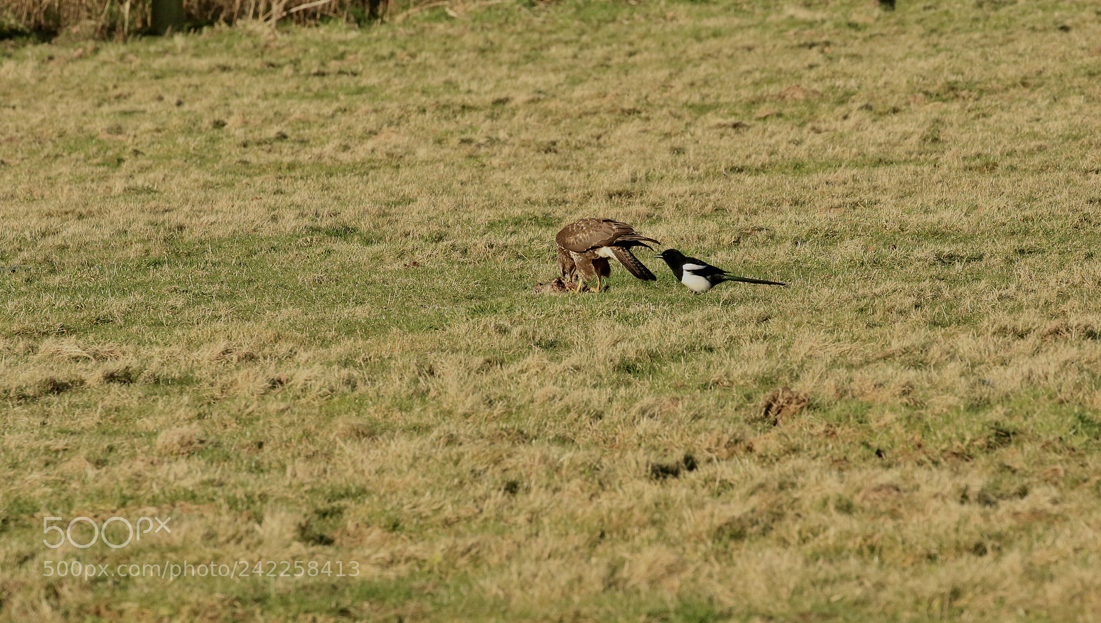 Canon EOS 7D Mark II sample photo. Buzzard eating a rabbit photography