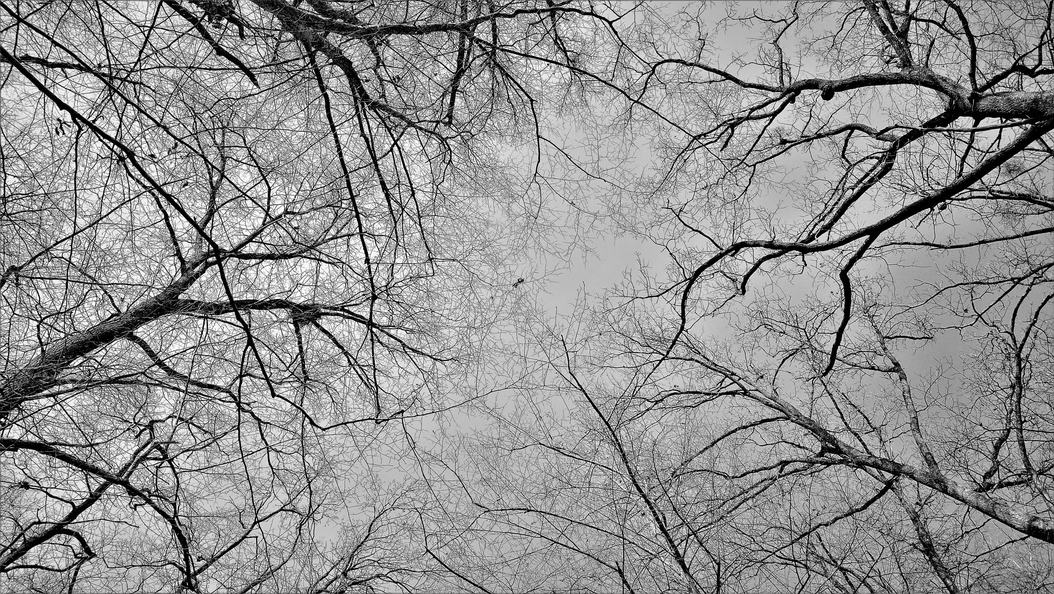 Nokia 808 PureView sample photo. Krošnje photography