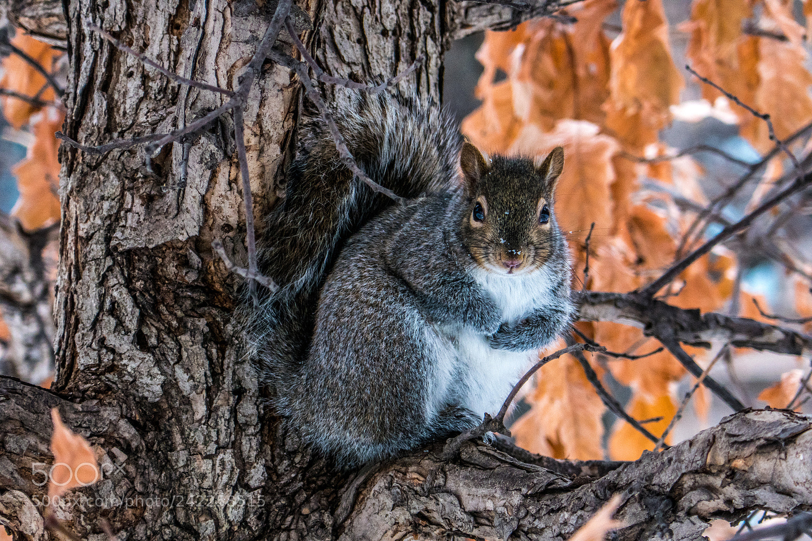 Panasonic Lumix DMC-ZS100 (Lumix DMC-TZ100) sample photo. Chicagoan squirrel in winter photography