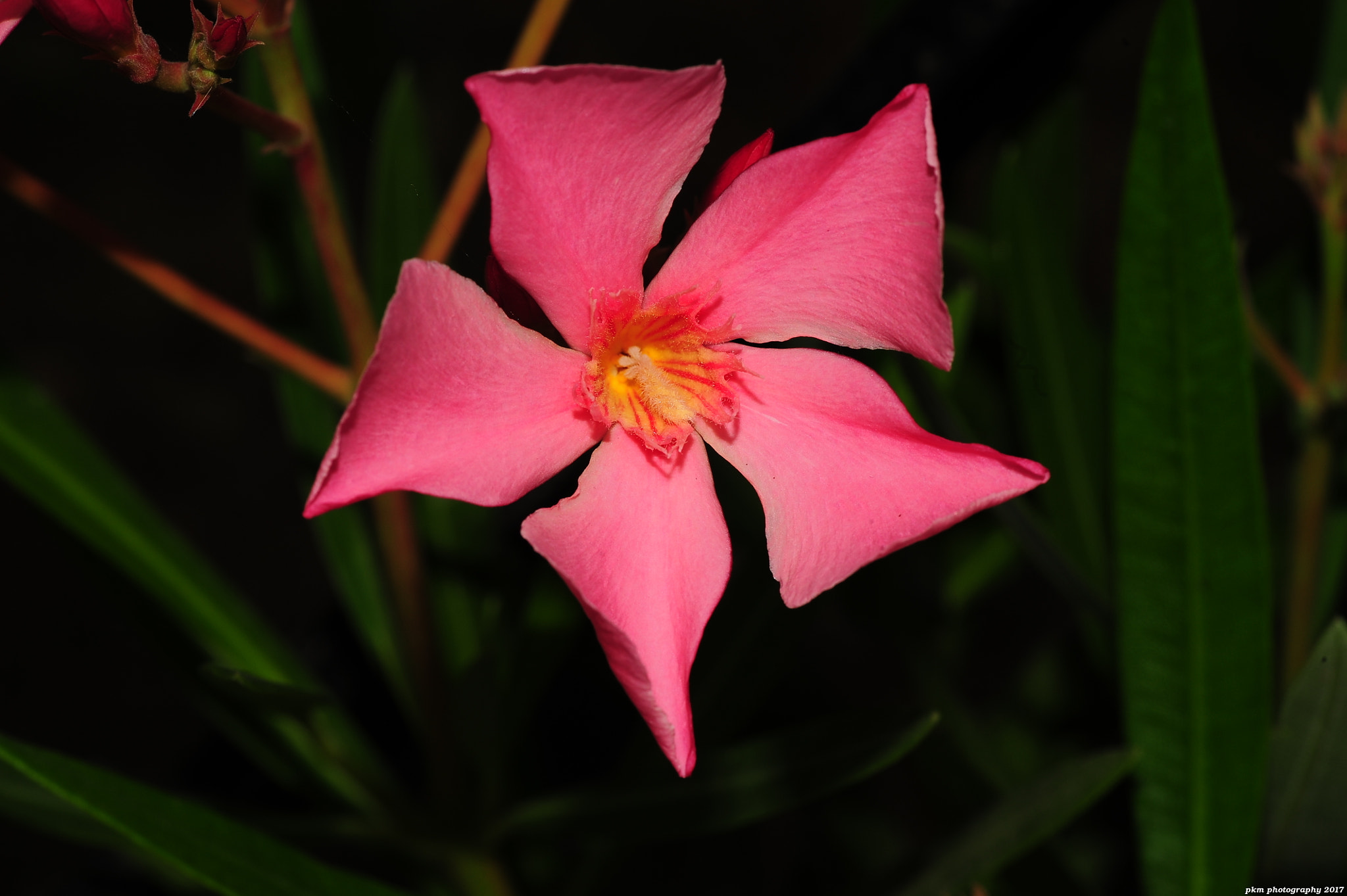 Nikon D700 sample photo. Oleander photography