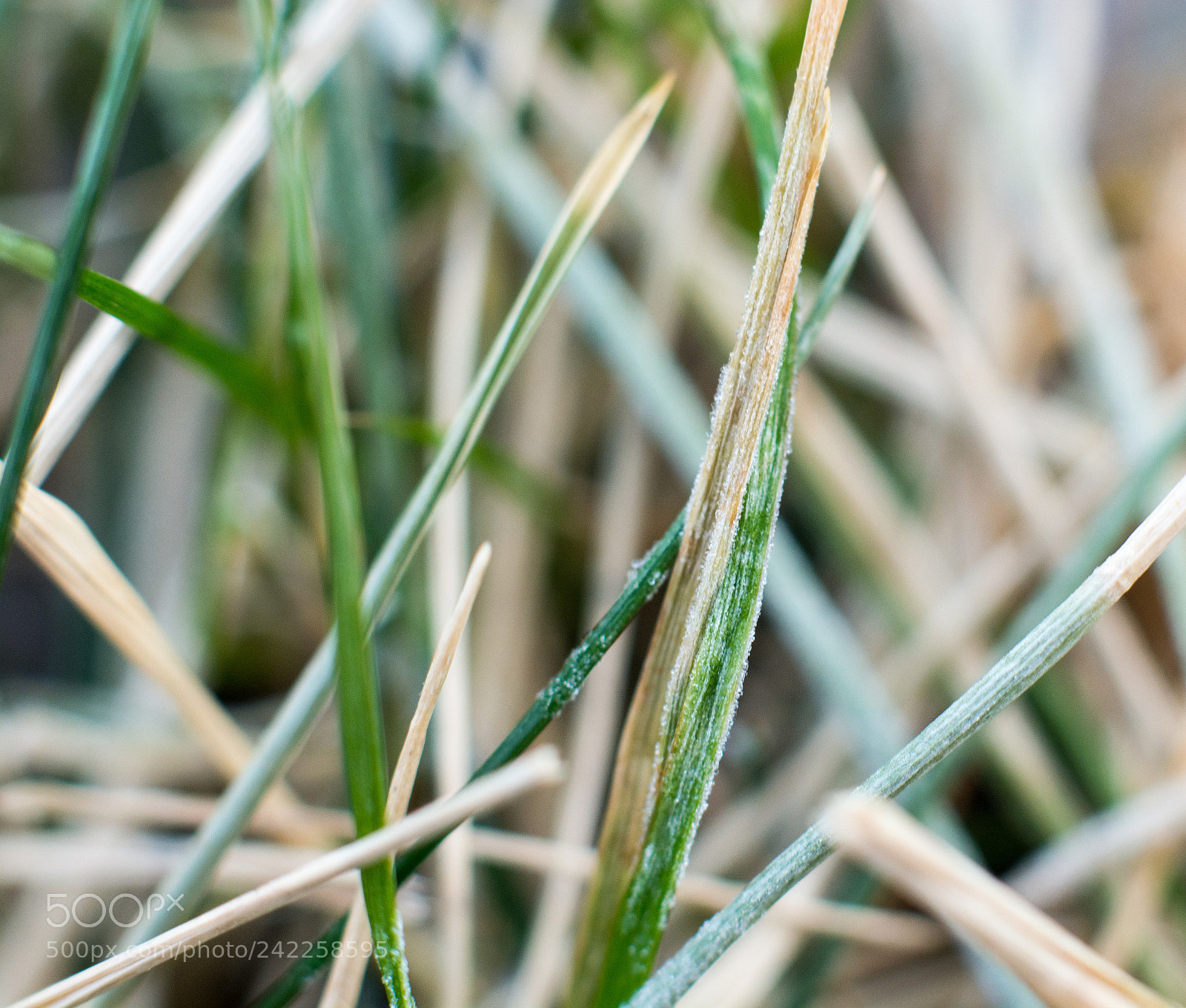 Nikon D7100 sample photo. Frozen grass photography