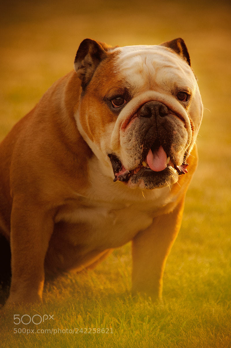 Nikon D700 sample photo. Say cheese in your photography