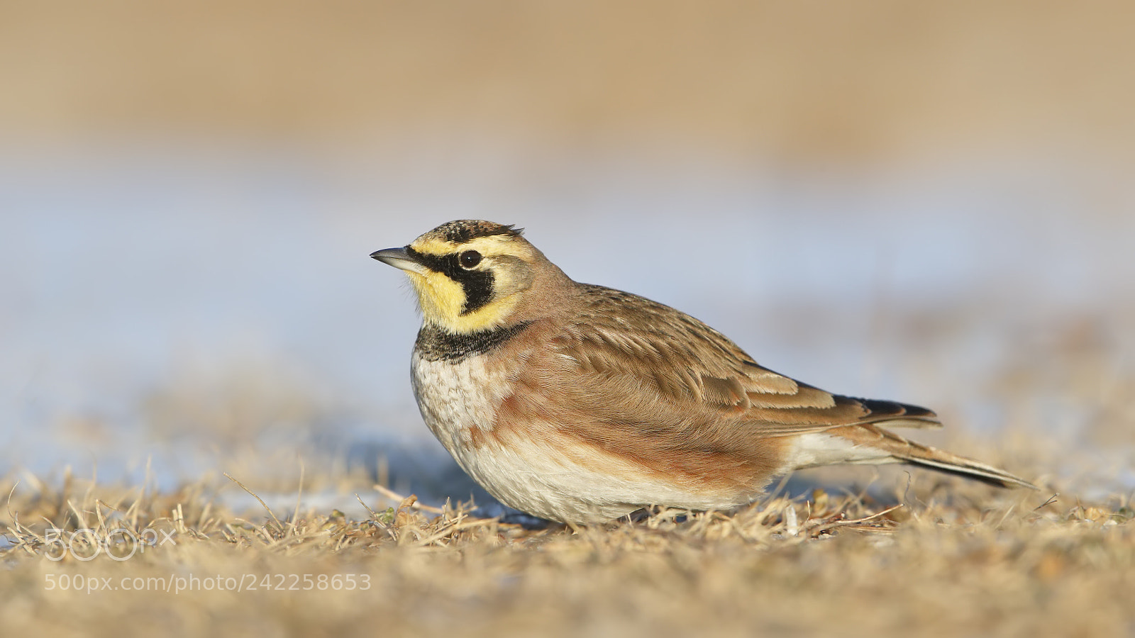 Canon EOS-1D X Mark II sample photo. Horned lark sunset photography