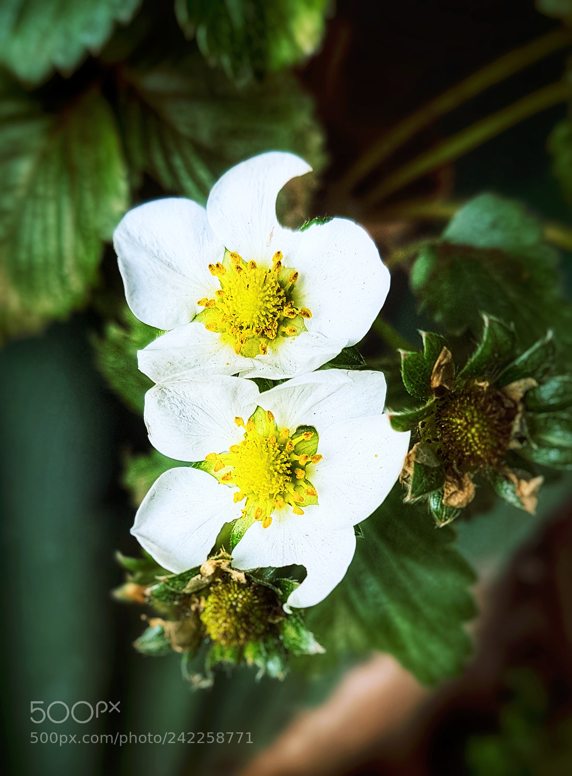 Samsung Galaxy S7 Edge sample photo. Strawberry photography