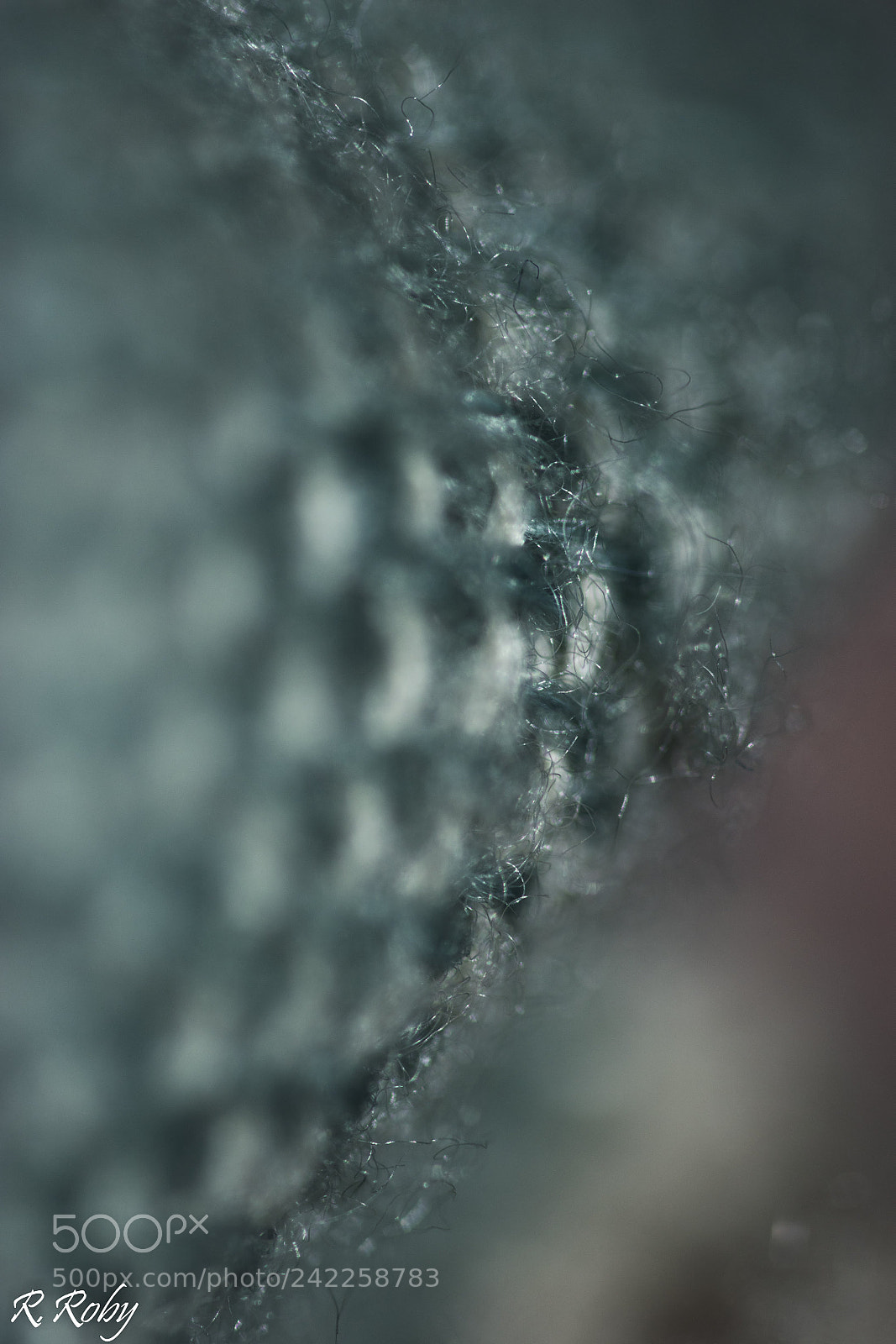 Nikon D5500 sample photo. Balade macro photography