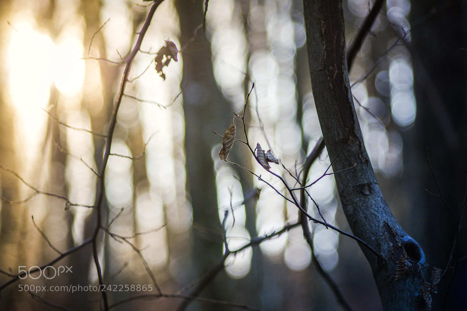 Pentax K-3 sample photo. Winter without snow photography