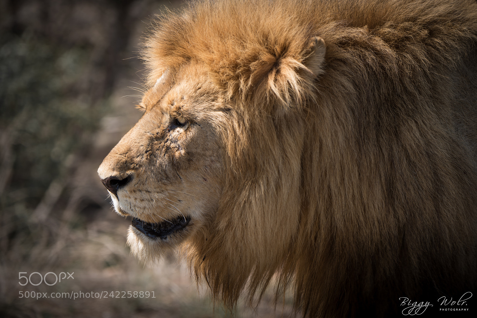 Nikon D810 sample photo. King of the jungle photography