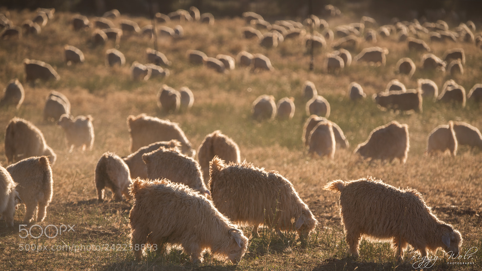 Nikon D810 sample photo. Golden time photography