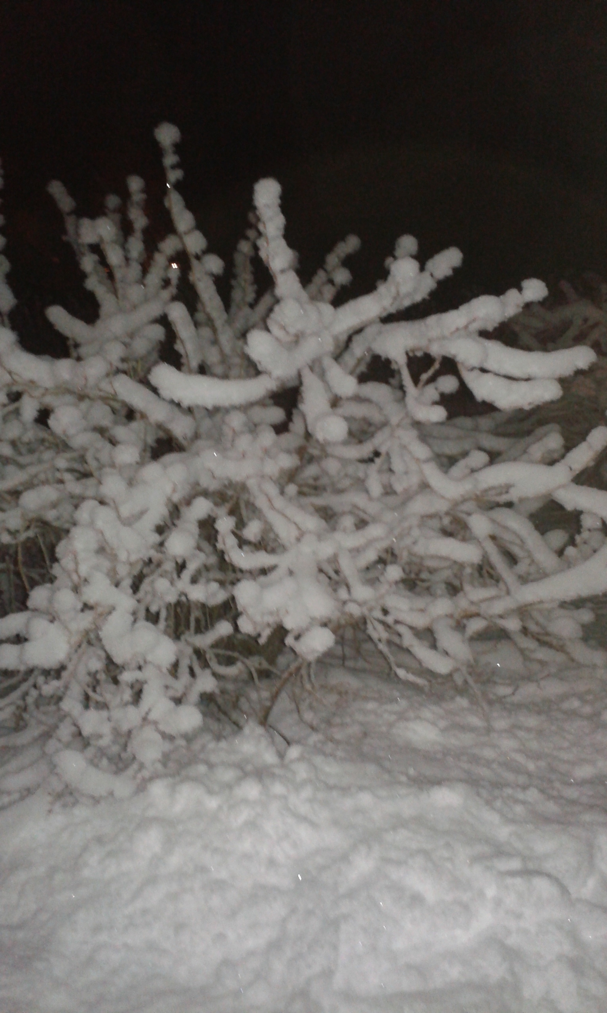 Samsung Galaxy Ace Style sample photo. Winter evening moment. photography