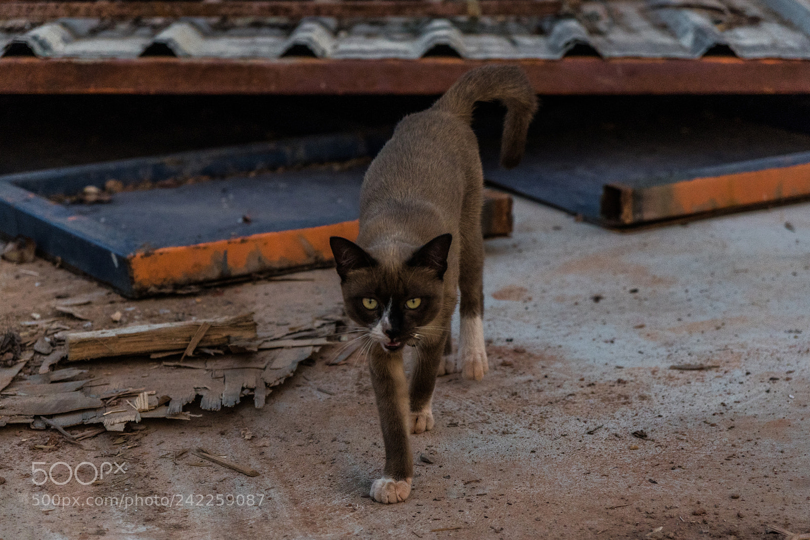 Sony a6500 sample photo. Starring photography
