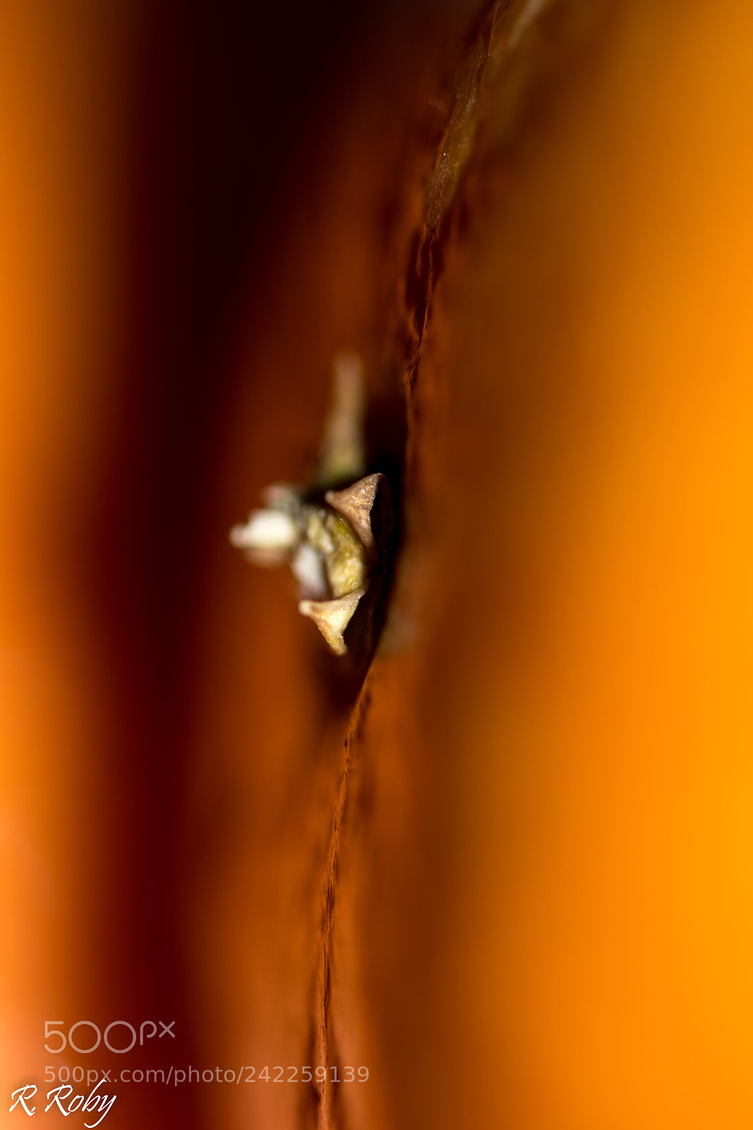 Nikon D5500 sample photo. Balade macro photography